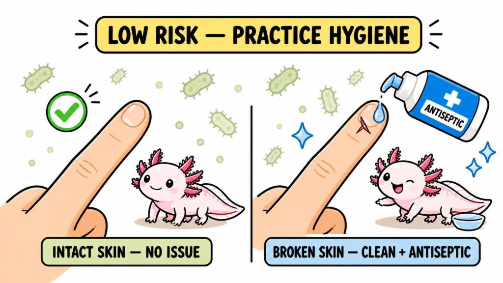 Axolotl bite risk showing low danger but importance of hygiene and cleaning wounds