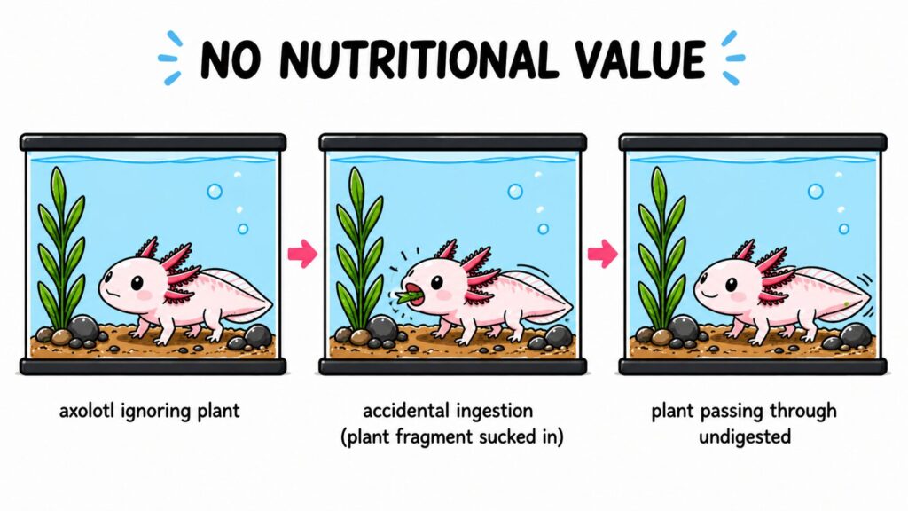 Axolotl ignoring plants and passing plant matter without digestion or nutrition